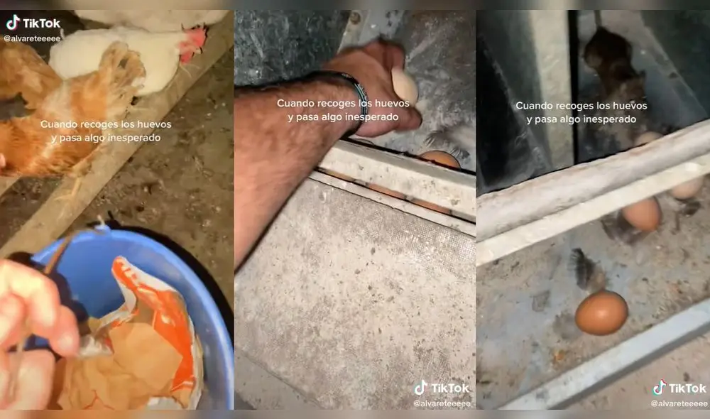 El chico trató de correr de la rata cuando estaba en el corral. Foto: composición/ @alvareteeee/TikTok