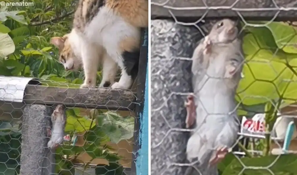 El viral clip se viralizó de inmediato en diferentes plataformas sociales. Foto: TikTok/@arenatom