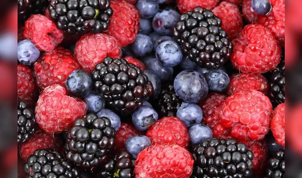 El arándano también pertenece a la familia de los berries y presenta altas perspectivas de crecimiento en el mercado internacional. Foto: difusión El arándano también pertenece a la familia de los berries y presenta altas perspectivas de crecimiento en el mercado internacional. Foto: difusión