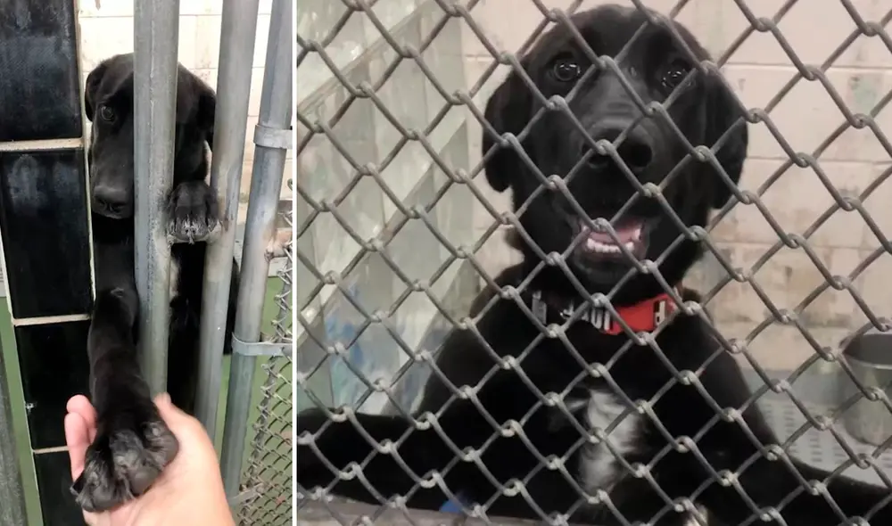 La dulce perrita se ganó el corazón de los trabajadores por su gran inteligencia y su amor por sus cuidadores. Foto: composición LR/captura de TikTok/@jsaraceno