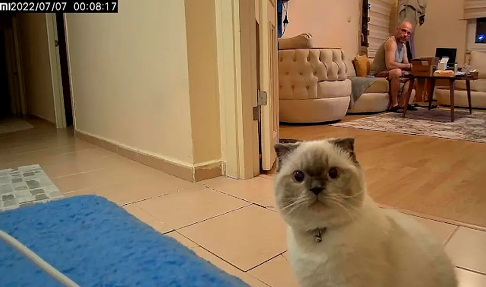 Imágenes de gato mirando a la cámara durante varias horas. Foto: composición LR/captura de Facebook@lokumcat/elgatoturco