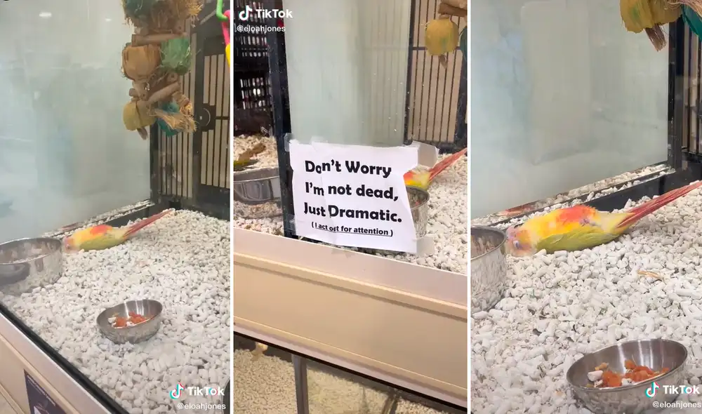 Más de un cliente le avisó al dueño que el pájaro estaba muerto, pero su respuesta los dejó impresionados. Foto: composición LR/captura de TikTok/@eloahjones Más de un cliente le avisó al dueño que el pájaro estaba muerto, pero su respuesta los dejó impresionados. Foto: composición LR/captura de TikTok/@eloahjones