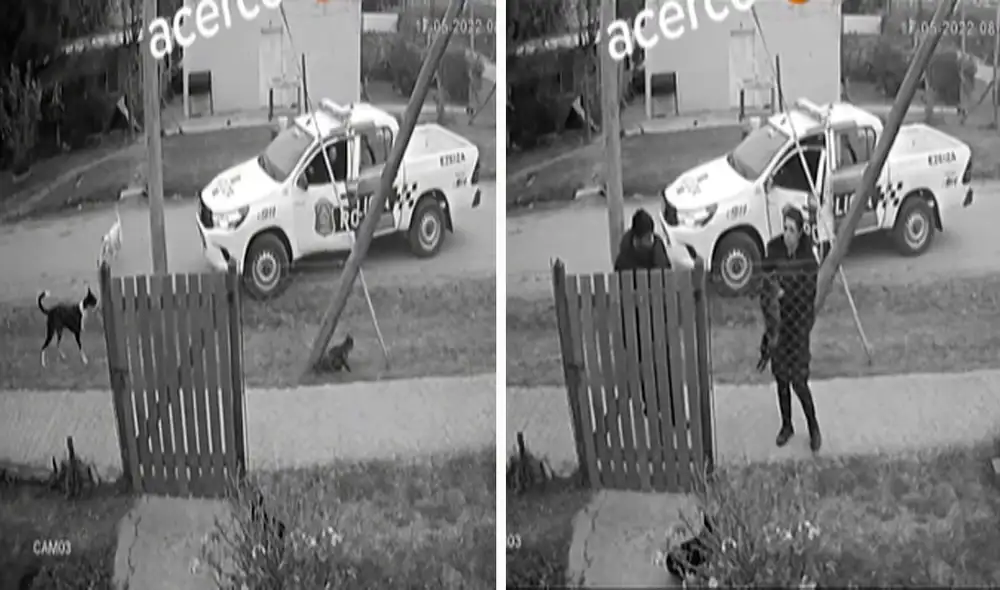 Las cámaras de seguridad captaron el preciso instante del ataque de un grupo de perros contra un gato. Foto: composición LR/captura de TikTok/@yanilsarome