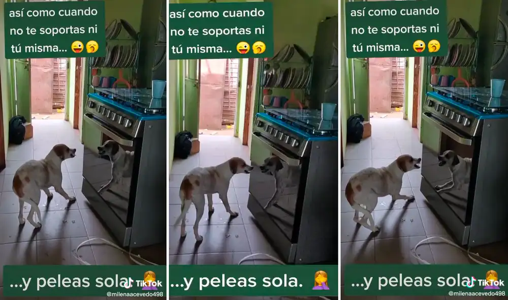 El perrito no soportó la idea de compartir el espacio con un ‘compañero’. Foto: composición LR/captura de TikTok/@milenaacevedo498 El perrito no soportó la idea de compartir el espacio con un ‘compañero’. Foto: composición LR/captura de TikTok/@milenaacevedo498