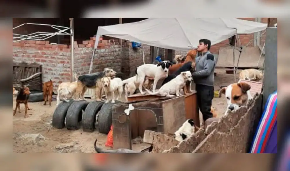 En el 2021, la norma fue aprobada por mayoría en el Pleno del Congreso. Foto: albergue Cuatro patas En el 2021, la norma fue aprobada por mayoría en el Pleno del Congreso. Foto: albergue Cuatro patas