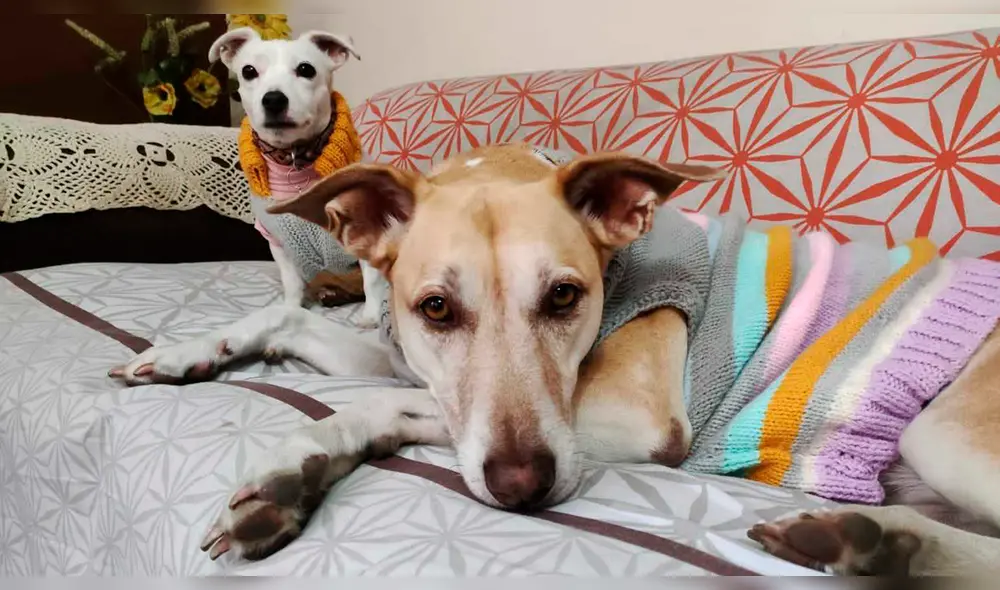 El Día Mundial del Perro es una fecha muy importante para valorar a los canes, y además promover la mejora de su situación en el mundo. Foto: La República