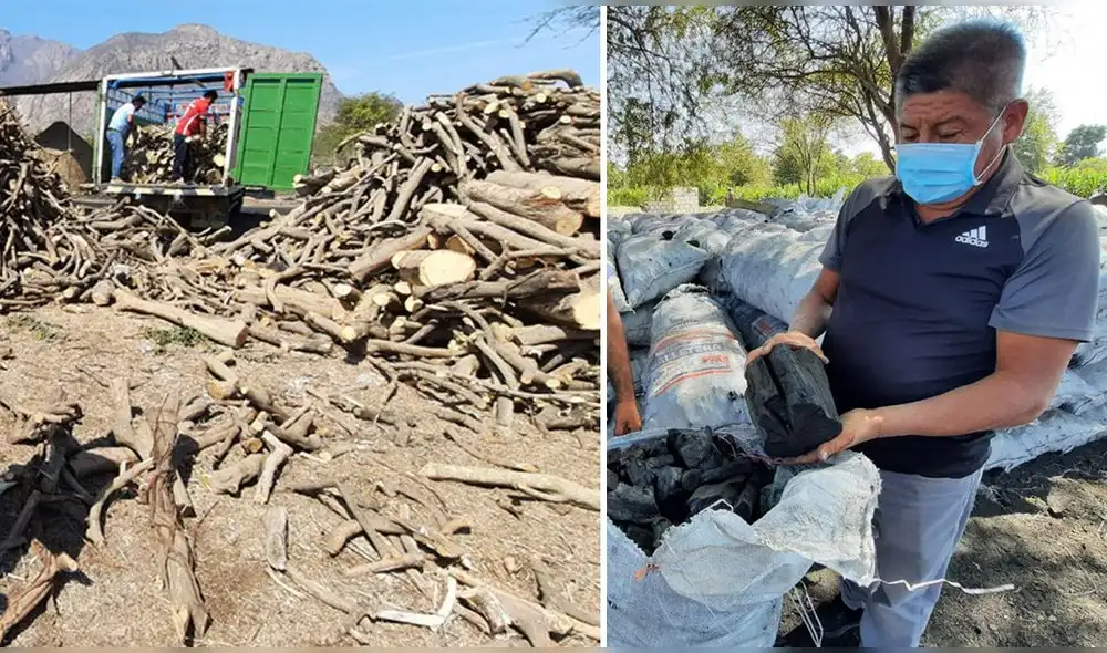 El algarrobo se encuentra en . Foto: Serfor El algarrobo se encuentra en . Foto: Serfor