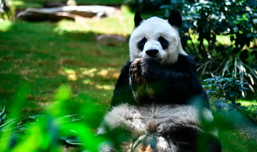 “Desafortunadamente, pero como se esperaba, la condición de An An llegó a un final el 21 de julio de 2022″, informó Ocean Park en un comunicado de prensa. Foto: AFP