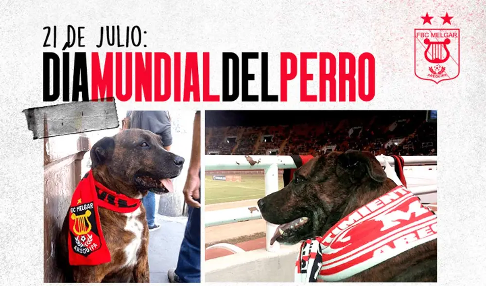Hasta sus últimos días, Scooby fue habitual espectador de los partidos de Melgar. Foto: FBC Melgar. Hasta sus últimos días, Scooby fue habitual espectador de los partidos de Melgar. Foto: FBC Melgar.