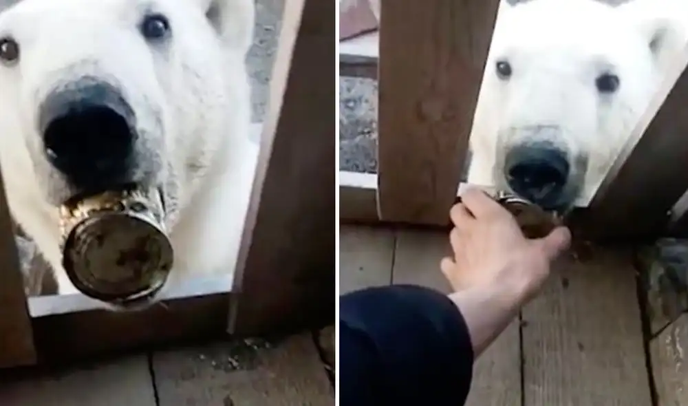 El oso se encontraba al borde de la muerte, y fue esa desesperación la que lo llevó a acercarse a los humanos. Foto: composición LR / E2W News