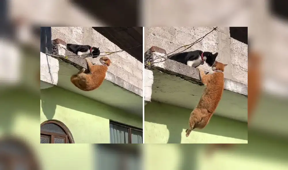 La grabación sumó alrededor de 10 millones de reproducciones en la red social. Foto: composición LR/captura de TikTok/@Berna_hdez La grabación sumó alrededor de 10 millones de reproducciones en la red social. Foto: composición LR/captura de TikTok/@Berna_hdez