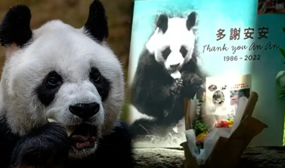 An An llegó a Ocean Park, Hong Kong, en 1999 junto a Jia Jia, la panda hembra más longeva del mundo. Foto: Composición/LR/CNN En Español/EFE/