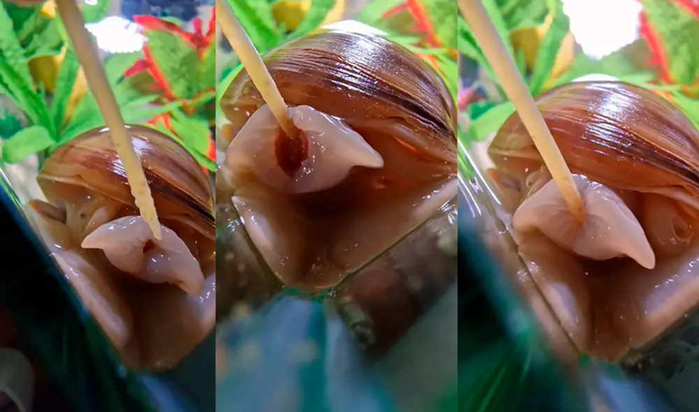 La curiosa forma en la que comer el caracol dejó sorprendidos a cientos de usuarios. Foto: composición LR/ captura de TikTok/ @MuchoRubbish