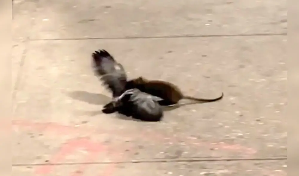 Las imágenes del ataque se publicaron en la página de Instagram "Qué es Nueva York". VIDEO: "Qué es Nueva York"/Instagram Las imágenes del ataque se publicaron en la página de Instagram "Qué es Nueva York". VIDEO: "Qué es Nueva York"/Instagram