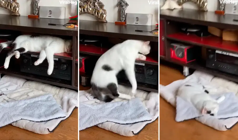 La mascota no sintió que se cayó o tenía el sueño ‘muy pesado’. Foto: composición LR/captura de Facebook/@Viralhog La mascota no sintió que se cayó o tenía el sueño ‘muy pesado’. Foto: composición LR/captura de Facebook/@Viralhog