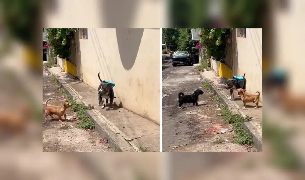 La escena obtuvo millones de reproducciones en la red social y sorprendió a usuarios. Foto: composición LR/captura de TikTok/@adonis_pitbull