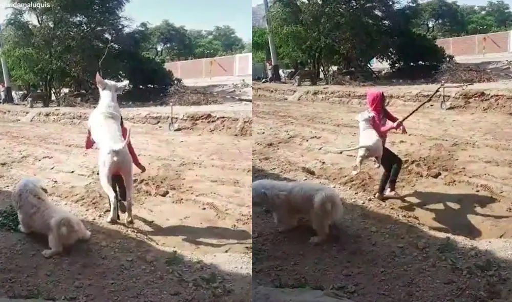 El animalito no dudó en defender a su 'amigo' con un ataque sorpresa. Foto: composición LR/ captura de TikTok/ @aguedamaluquis El animalito no dudó en defender a su 'amigo' con un ataque sorpresa. Foto: composición LR/ captura de TikTok/ @aguedamaluquis
