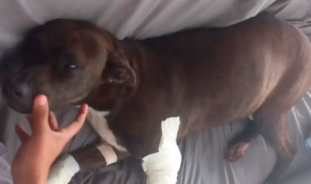 El jefe del Grupo Protección Ambiental de la Policía indicó que están a la espera de la captura del responsable de los hechos. Foto: Caracol Noticias