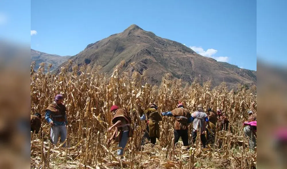 Papa, maíz y avena forrajera son certificadas por Indecopi. Foto: difusión Papa, maíz y avena forrajera son certificadas por Indecopi. Foto: difusión