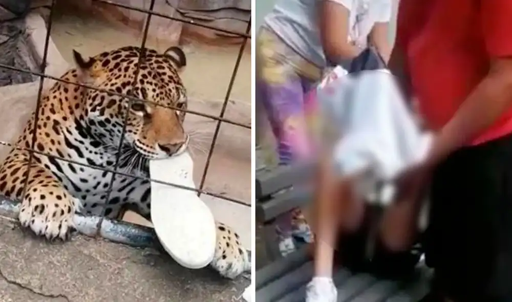 El menor de edad, originario del municipio de Irapuato, identificado como José “N”, sufrió una lesión en el tobillo izquierdo, provocada por el jaguar. Foto: composición LR - captura Twitter @nmasbajio AM Noticias / Video: Milenio