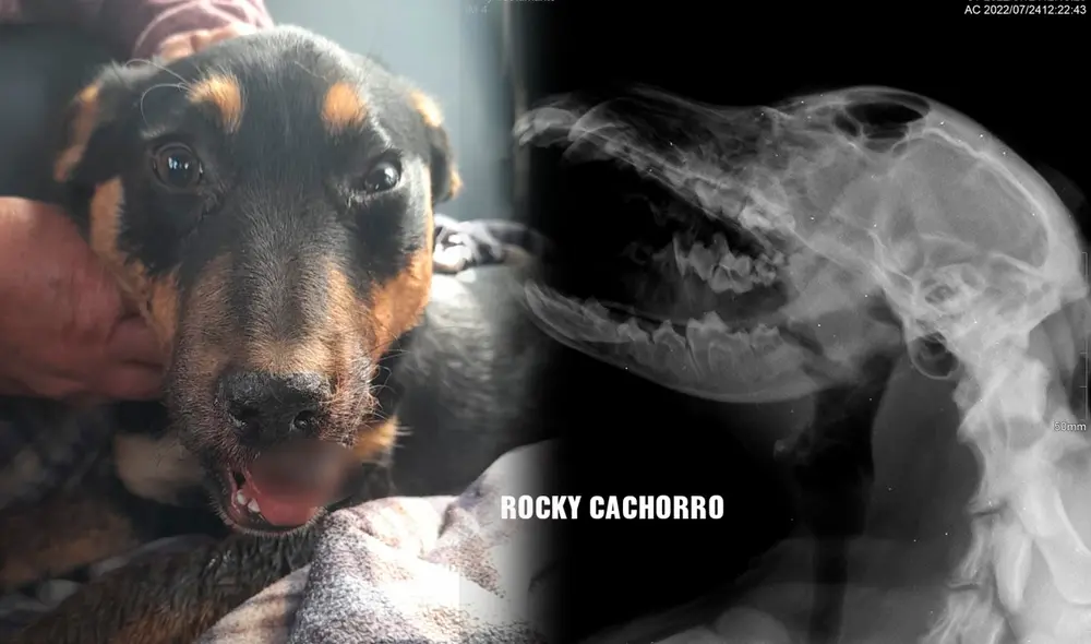 Radiografía que le acaban de sacar al can herido. Foto: Isabel Bustamante Radiografía que le acaban de sacar al can herido. Foto: Isabel Bustamante