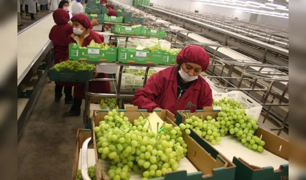 Envío de uvas frescas sumó US$ 613 millones entre enero y mayo de 2022. Foto: Midagri