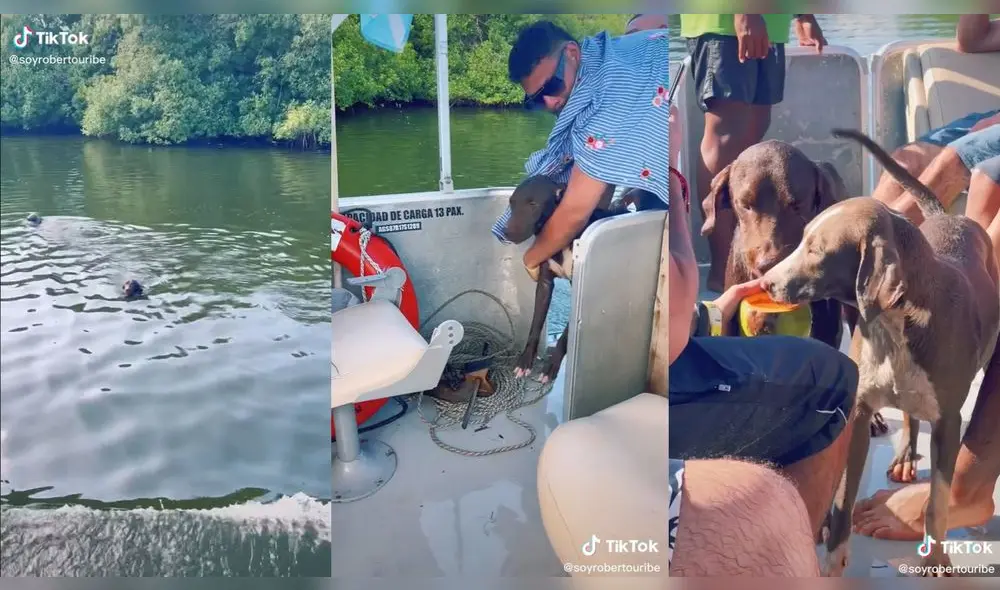 Las personas mostraron todo su cariño a los cachorros. Foto: composición LR/ @soyrobertouribe/TikTok