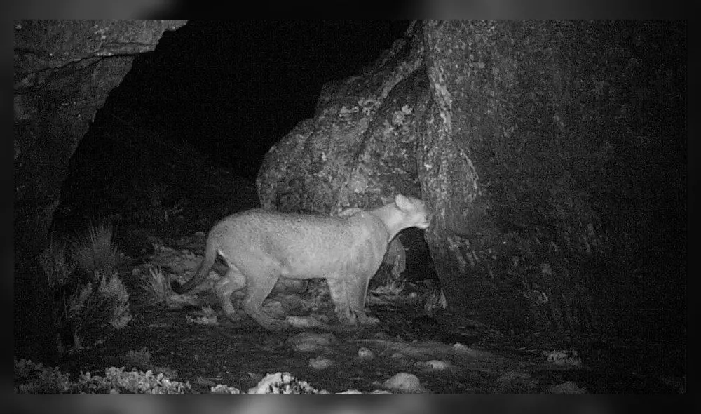 Alimentación de los pumas fue estudiada por investigadores de Perú, Chile y Argentina. Foto: Sernanp