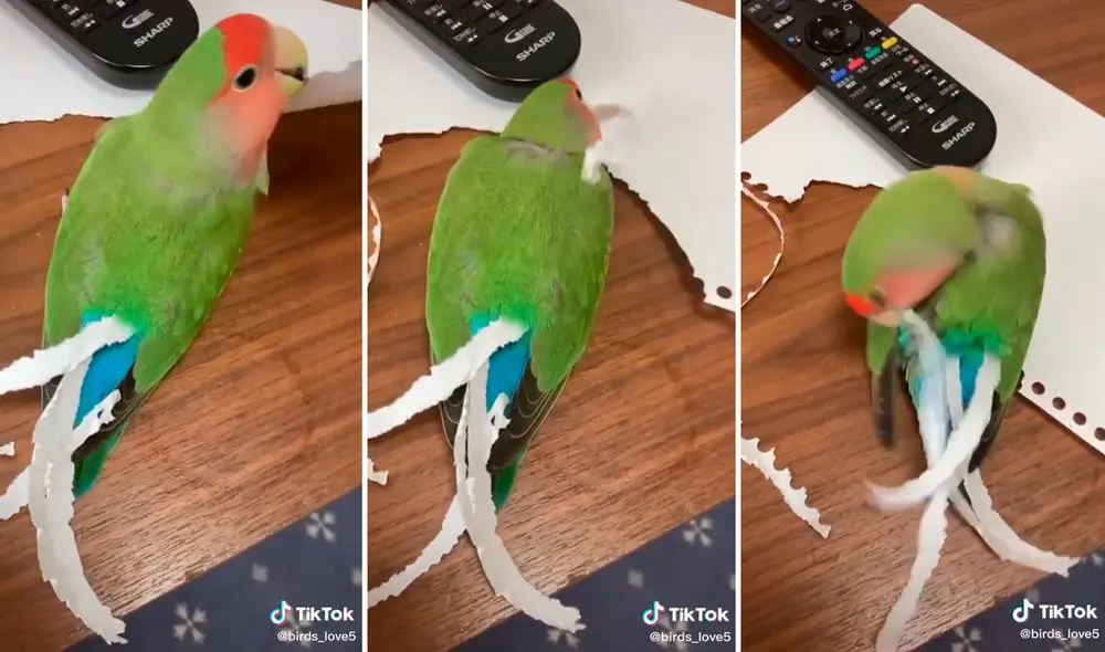 Las imágenes del lorito no tardaron en convertirse en tendencia. Foto: composición LR/capturas de TikTok/@Birds_Love5