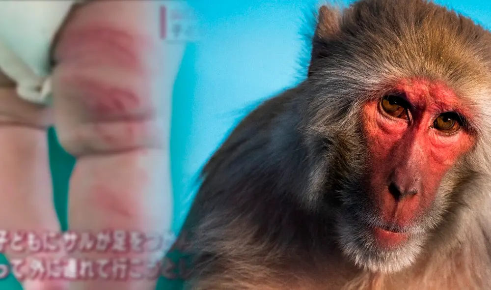 Los monos salvajes de Japón han atacado a niños y adultos mayores. Foto: composición LR / AFP / Infobae Los monos salvajes de Japón han atacado a niños y adultos mayores. Foto: composición LR / AFP / Infobae