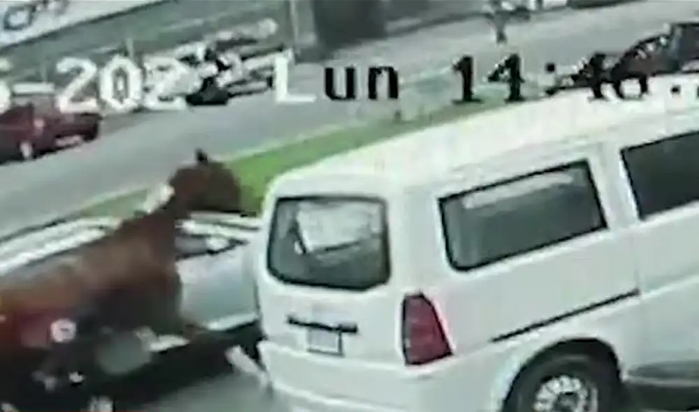 El caballo se llama Tizneo y tiene 7 años. Foto: captura de Panamericana Noticias El caballo se llama Tizneo y tiene 7 años. Foto: captura de Panamericana Noticias