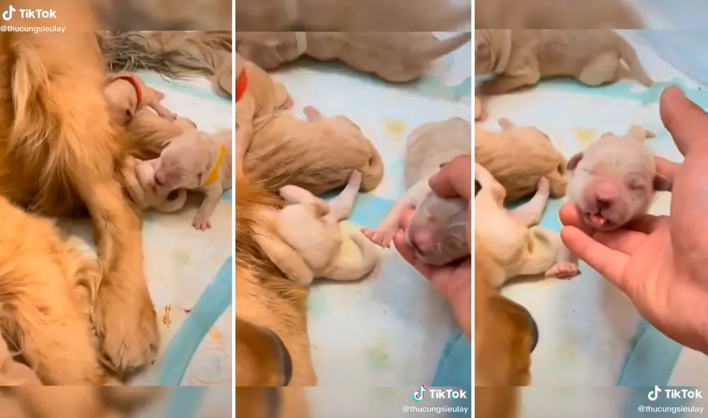 El cachorro confundió el pezón de su madre con la pata de su hermanito. Foto: composición LR/captura de TikTok/@Thucungsieulay El cachorro confundió el pezón de su madre con la pata de su hermanito. Foto: composición LR/captura de TikTok/@Thucungsieulay