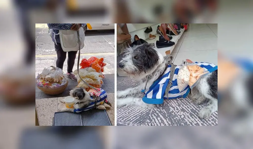 Palomo recibió las felicitaciones y el reconocimiento de miles de usuarios en la red social. Foto: composición LR/captura de TikTok/@veronik77771