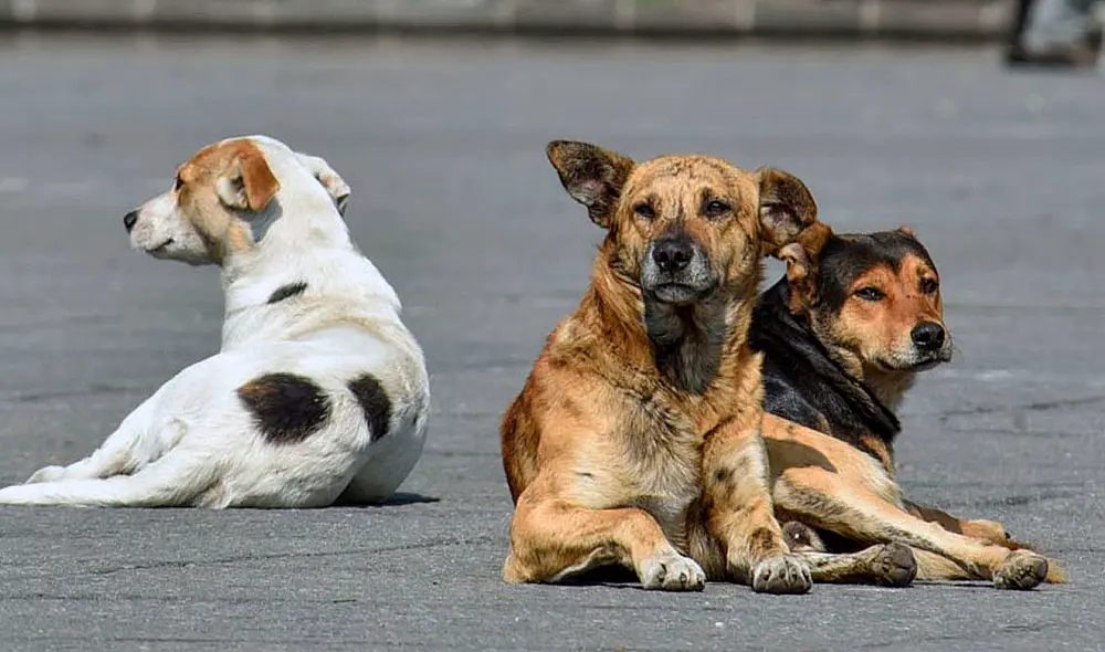 Existe una gran cantidad de perros en abandono que necesitan ayuda. Foto: Labrujula24 Existe una gran cantidad de perros en abandono que necesitan ayuda. Foto: Labrujula24