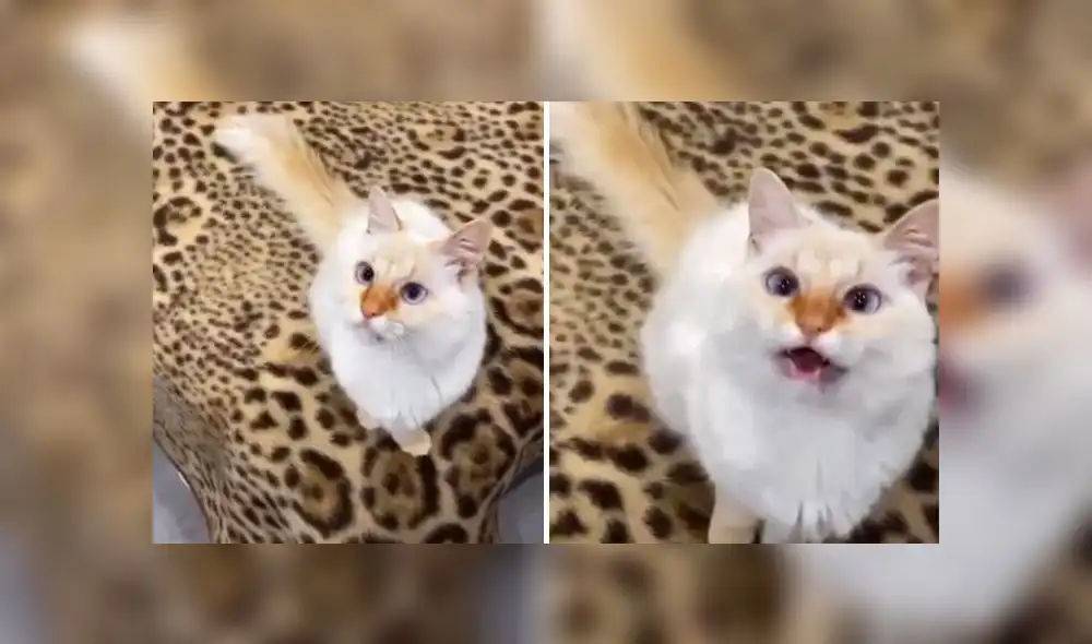 El clip viral obtuvo 1,8 millones de reproducciones en la red social. Foto: composición LR/captura de TikTok/@BlueShirom