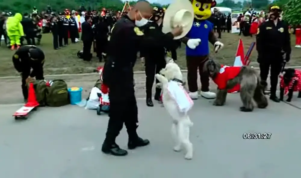 Los pequeños fueron adoptados por la Policía Canina y ahora reciben constante entrenamiento. Video: Panamericana Los pequeños fueron adoptados por la Policía Canina y ahora reciben constante entrenamiento. Video: Panamericana
