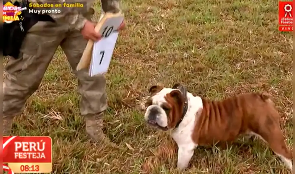 La Unidad Canina ya se encuentra lista para el Desfile Militar. Foto: captura de Latina