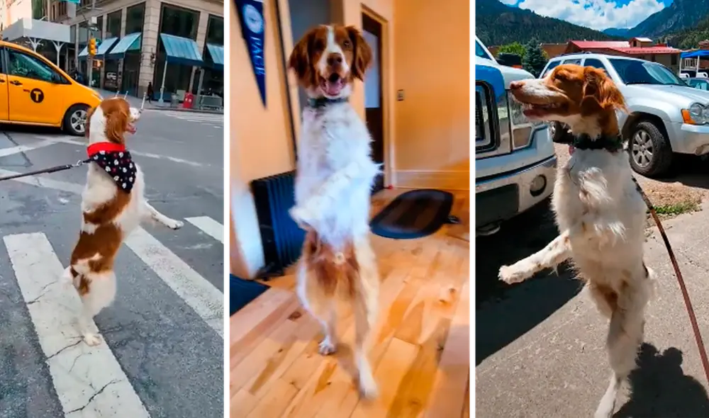Dexter, el perrito que aprendió a caminar como humano por una triste razón. Foto: composición LR/captura de TikTok/@dexterdogouray Dexter, el perrito que aprendió a caminar como humano por una triste razón. Foto: composición LR/captura de TikTok/@dexterdogouray
