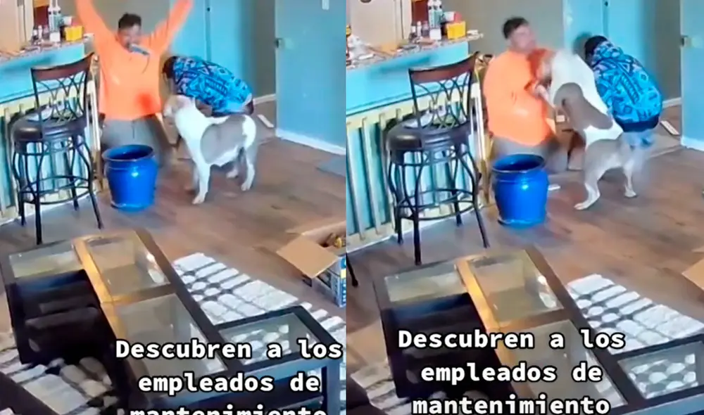 El perrito conmovió a los usuarios por hacer nuevos amigos cuando su familia no estaba  en casa. Foto: composición LR/ captura de TikTok/ @randomvideos1317