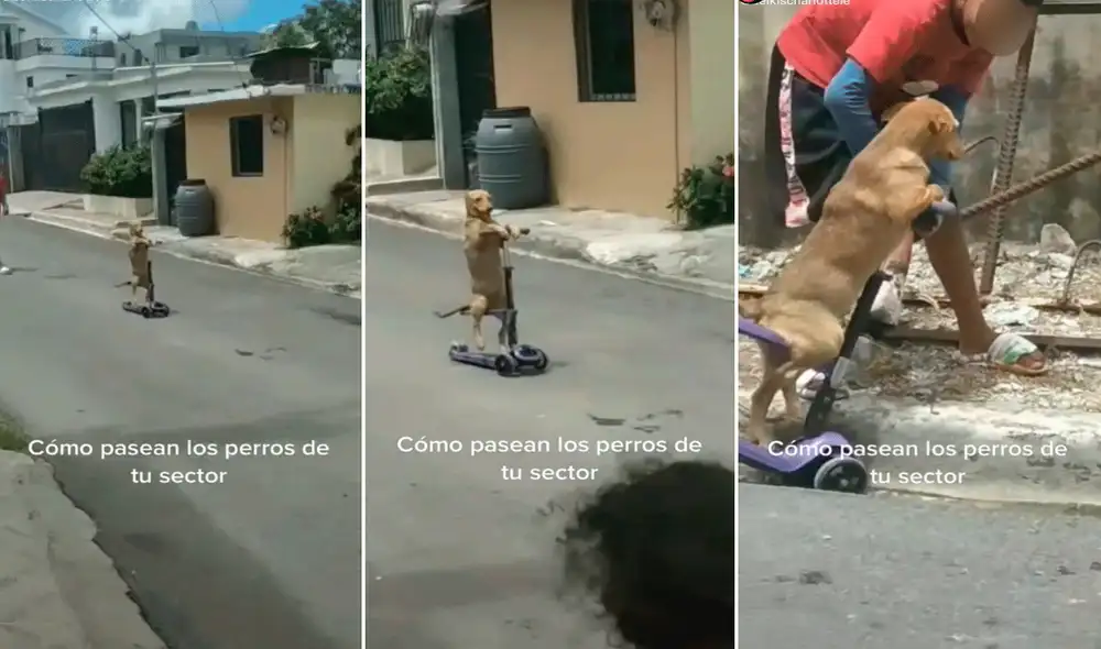 Las imágenes de la mascota han dado la vuelta al mundo convirtiéndose rápidamente en viral. Foto: composición LR/captura de TikTok/@BelkisCharlottele