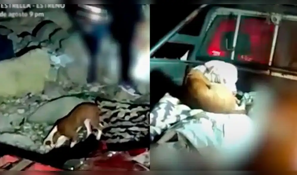 Carretera Central: perrito no abandonó a sus dueños pese a que fallecieron en accidente de tránsito. Foto: composición LR/captura video/América TV Carretera Central: perrito no abandonó a sus dueños pese a que fallecieron en accidente de tránsito. Foto: composición LR/captura video/América TV
