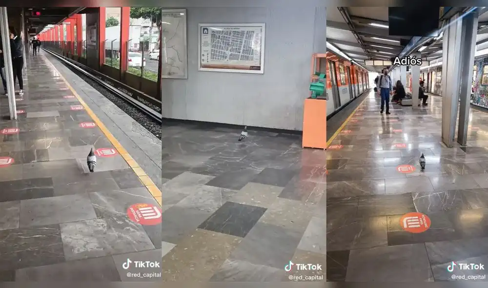 La paloma fue captada haciendo todo el recorrido hasta el tren. Foto: composición LR/ @red_capital/TikTok La paloma fue captada haciendo todo el recorrido hasta el tren. Foto: composición LR/ @red_capital/TikTok