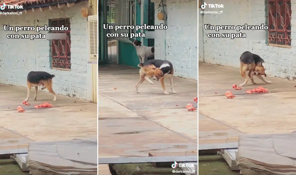Joven capta a perro pelando con su propia pata, pues parecía que no quería compartir sus alimentos. Foto: composición LR/captura de TikTok/@darkarmcff_