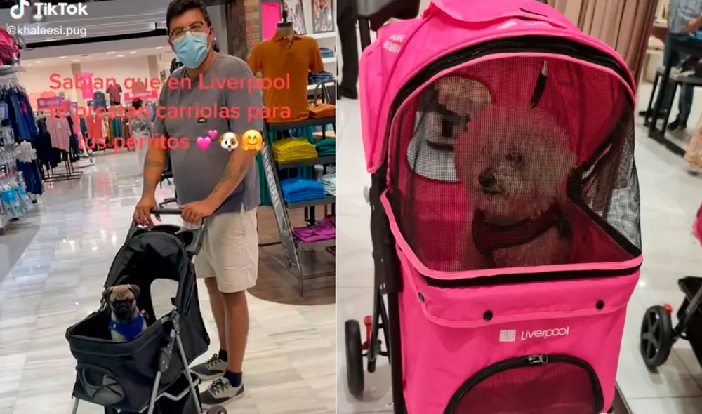 Miles de usuarios quedaron fascinados con esta idea. Foto: composición LR/captura de TIkTok/@khaleesi.pug Miles de usuarios quedaron fascinados con esta idea. Foto: composición LR/captura de TIkTok/@khaleesi.pug