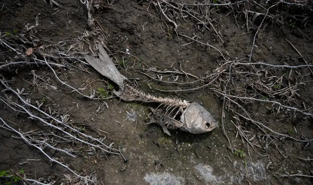 Más especies podrían morir en el sexto evento de extinción de la Tierra porque el cambio climático está ocurriendo tan rápido que no las deja adaptarse a un nuevo ritmo de vida. Foto: AFP / Johannes Eisele