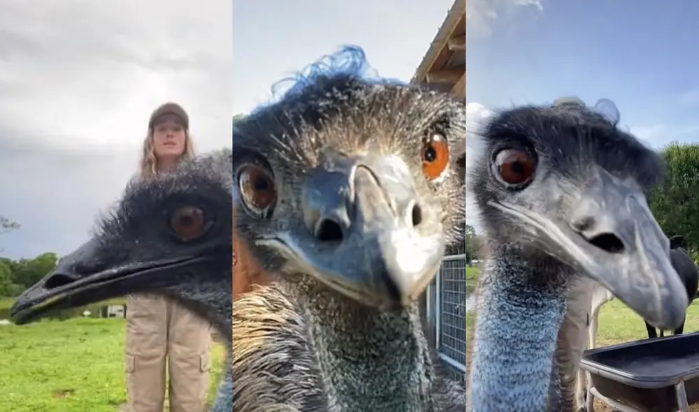 En los videos de Blake se muestra a los usuarios la vida cotidiana del ave. Video: TikTok/@knucklebumpfarms