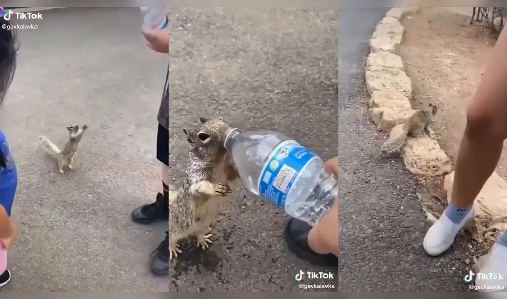 La ardilla le pidió a un niño que le invite agua. Foto: composición/@gavkalavka/TikTok