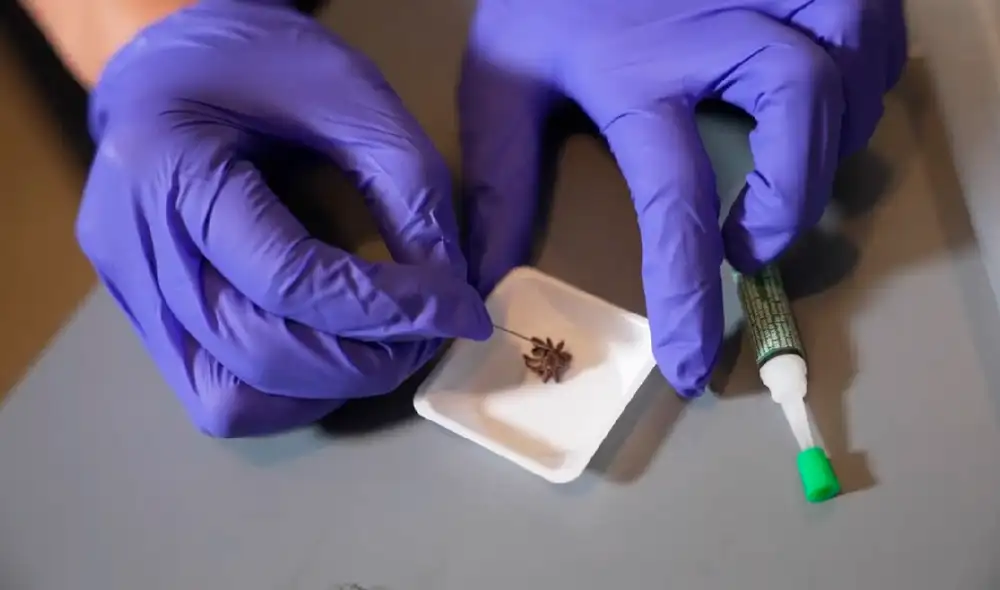 Las arañas cuando mueren pierden la capacidad de presurizar su cuerpo, determinaron los investigadores de la Universidad Rice (EE. UU.). Foto: Xataka