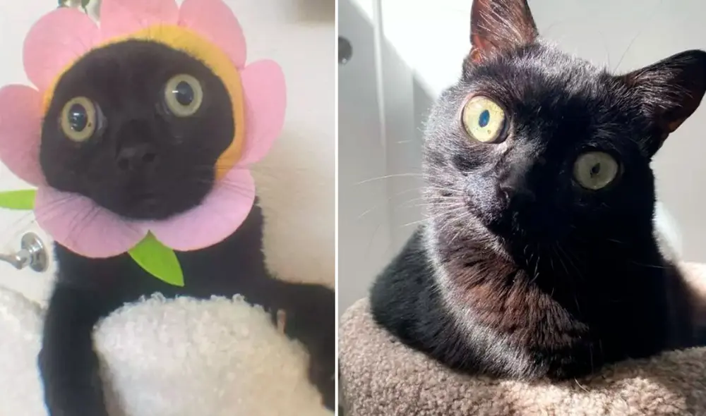 Jinx es una de las gatitas más populares de internet. Foto: composición LR/captura de Instagram/@bigfootjinx Jinx es una de las gatitas más populares de internet. Foto: composición LR/captura de Instagram/@bigfootjinx