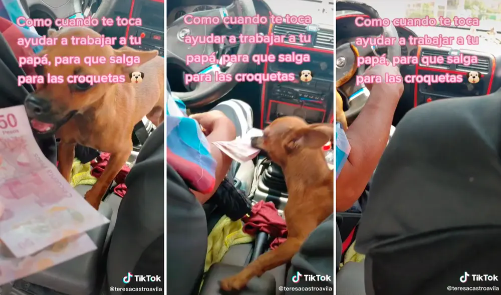 La perrita trabaja como cobradora y ayuda a llevar el pan a su casa. Foto: composición LR/captura de TikTok/@TeresaCastroAvila